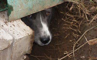 L’experimentació amb animals, és legítima?