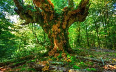el bosc ens parla?