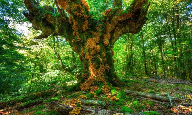 el bosc ens parla?